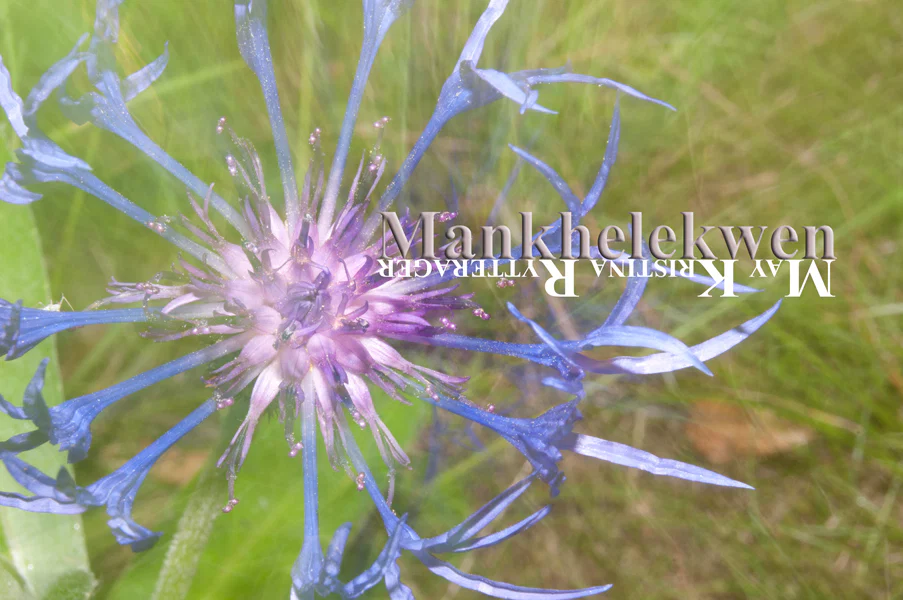 Mankhelekwen profile banner