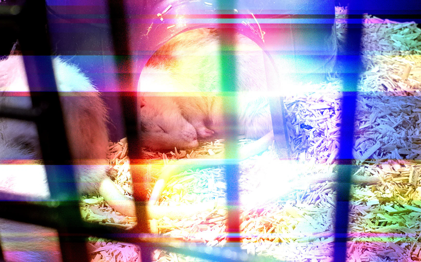 Chad Mojito profile banner
