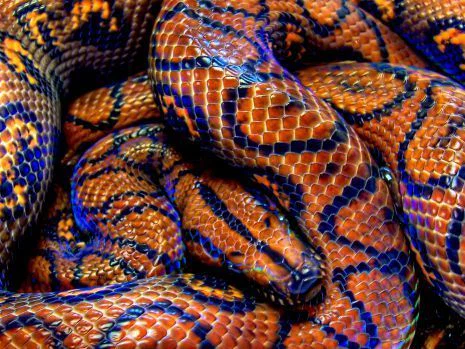 Snakess🐍🐍 profile banner