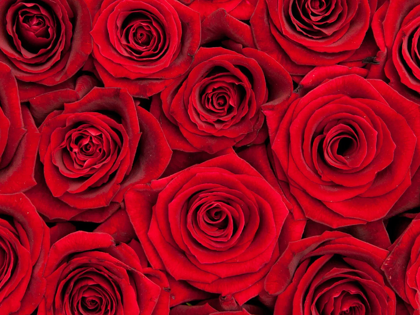 Rose profile banner