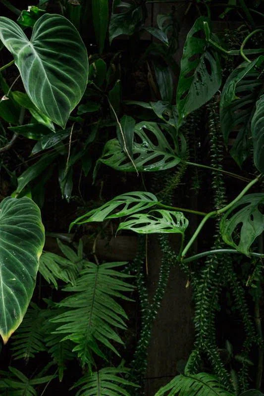Han profile banner