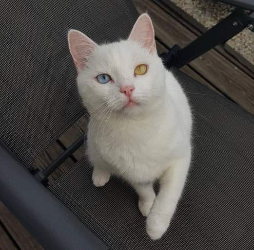 Olli - TheFunnyDeafCat