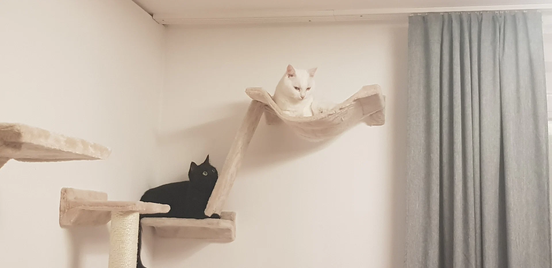 Olli - TheFunnyDeafCat profile banner