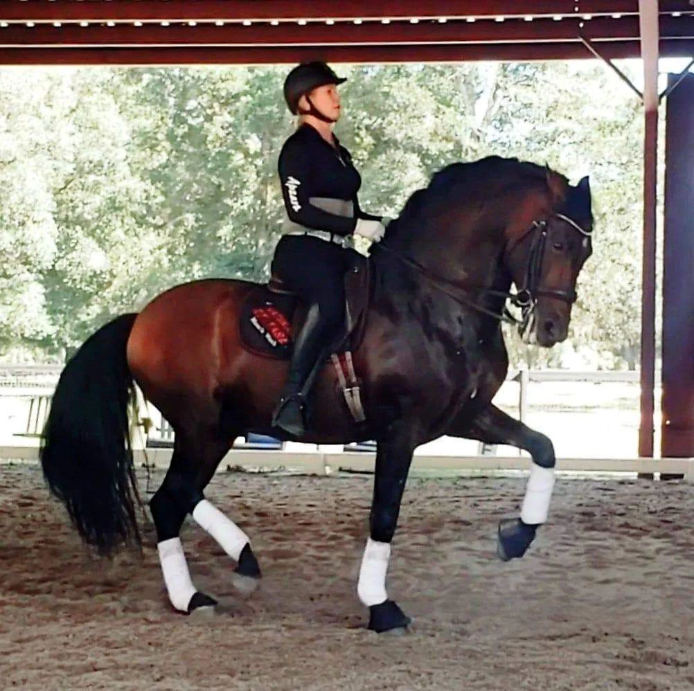 Grand Prix Horse Girl profile banner