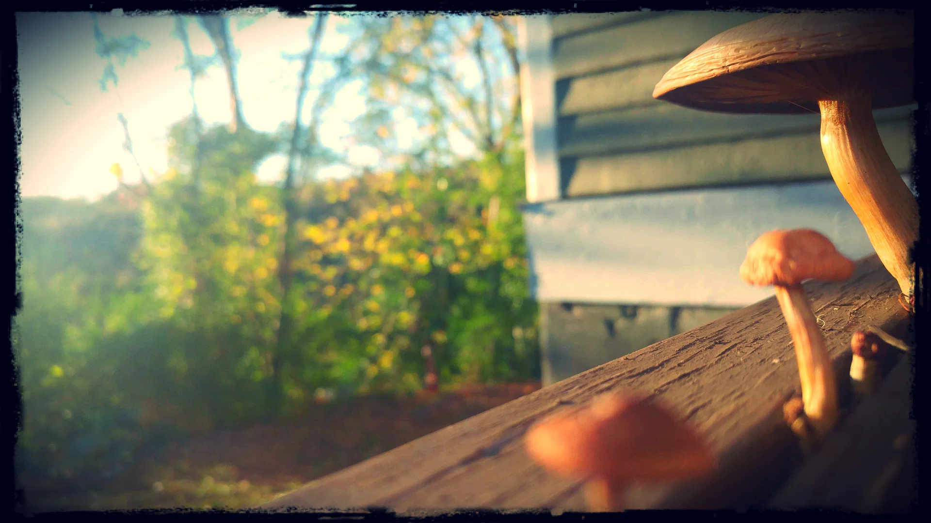 Mya Blair profile banner