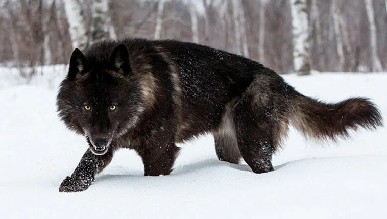 Black Wolf profile banner