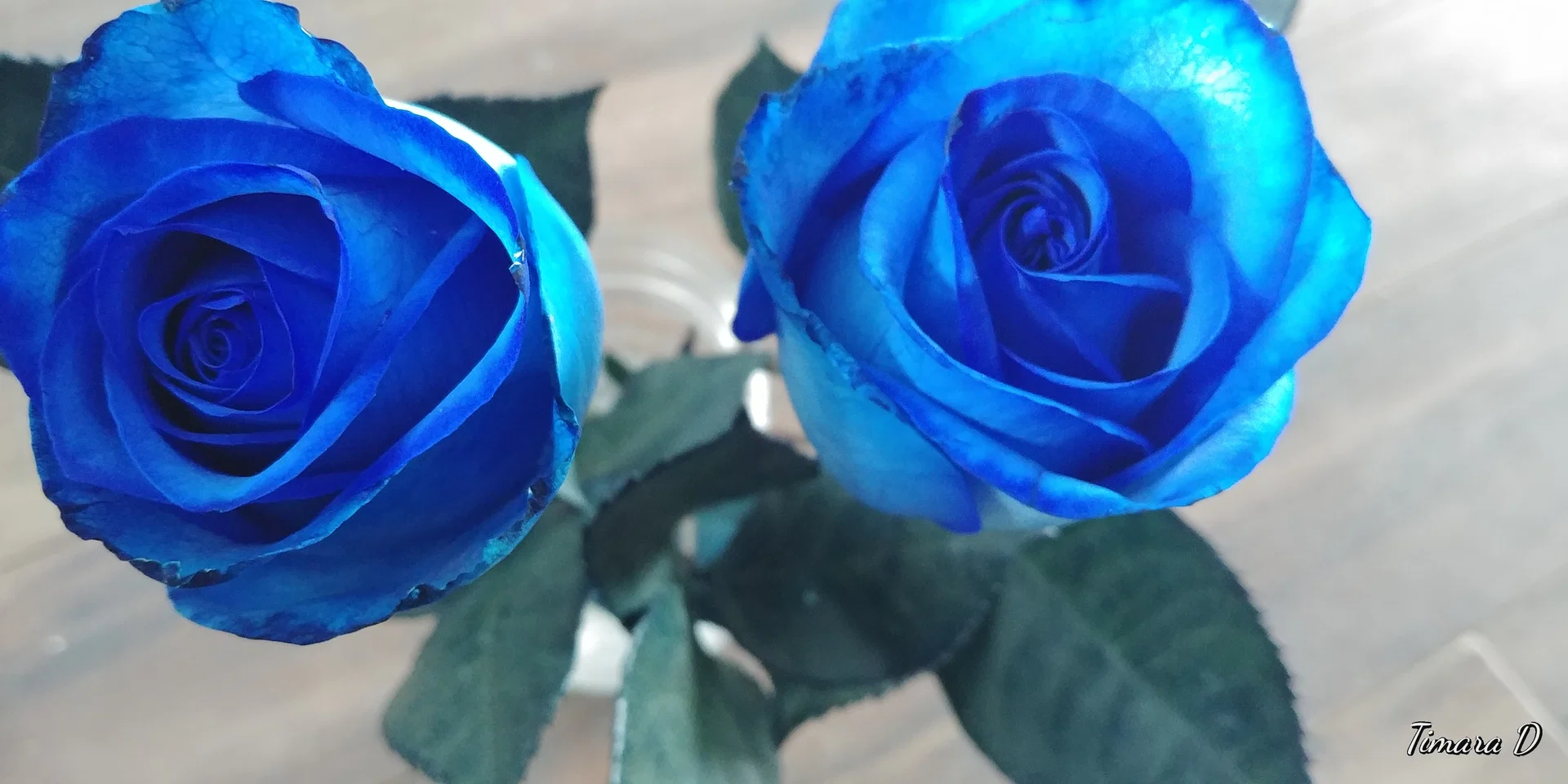 PrincessReaperš profile banner