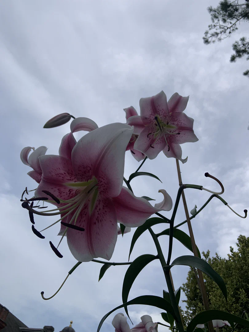 Rio Bloom profile banner