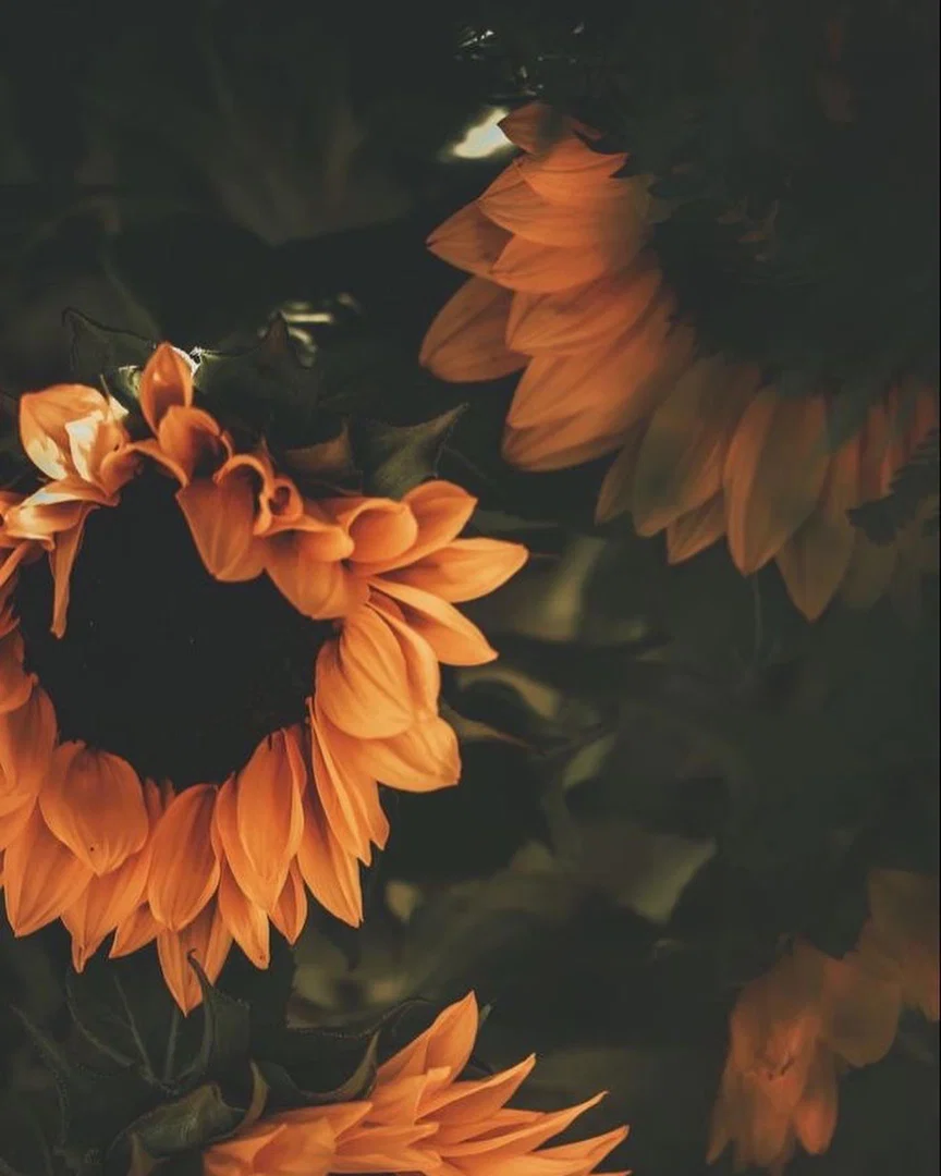 Shy profile banner