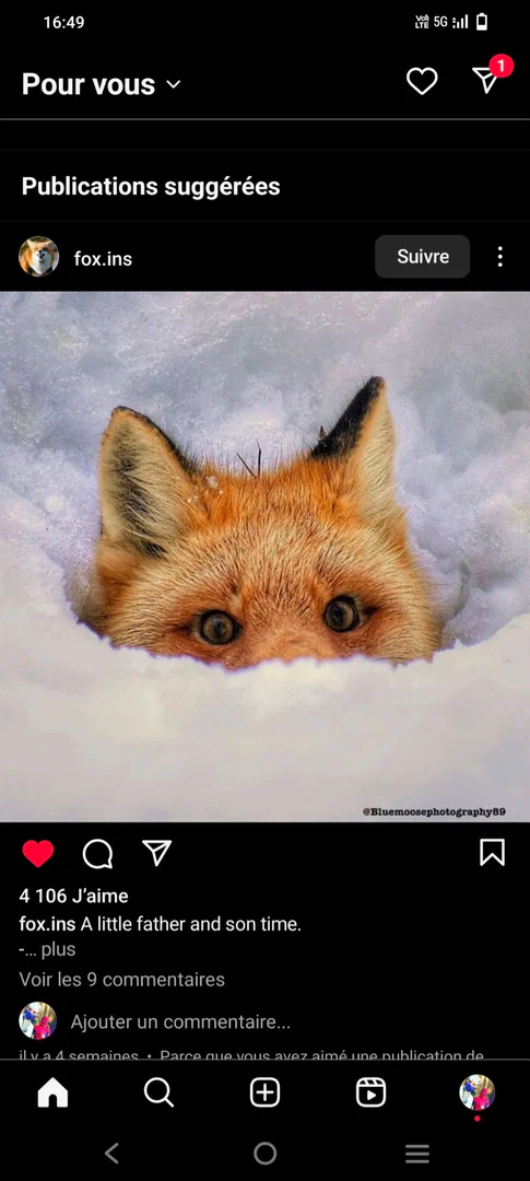 RawrFox profile banner