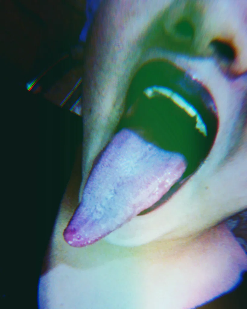Tonguequeen's avatar