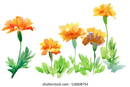 Eris Marigold profile banner
