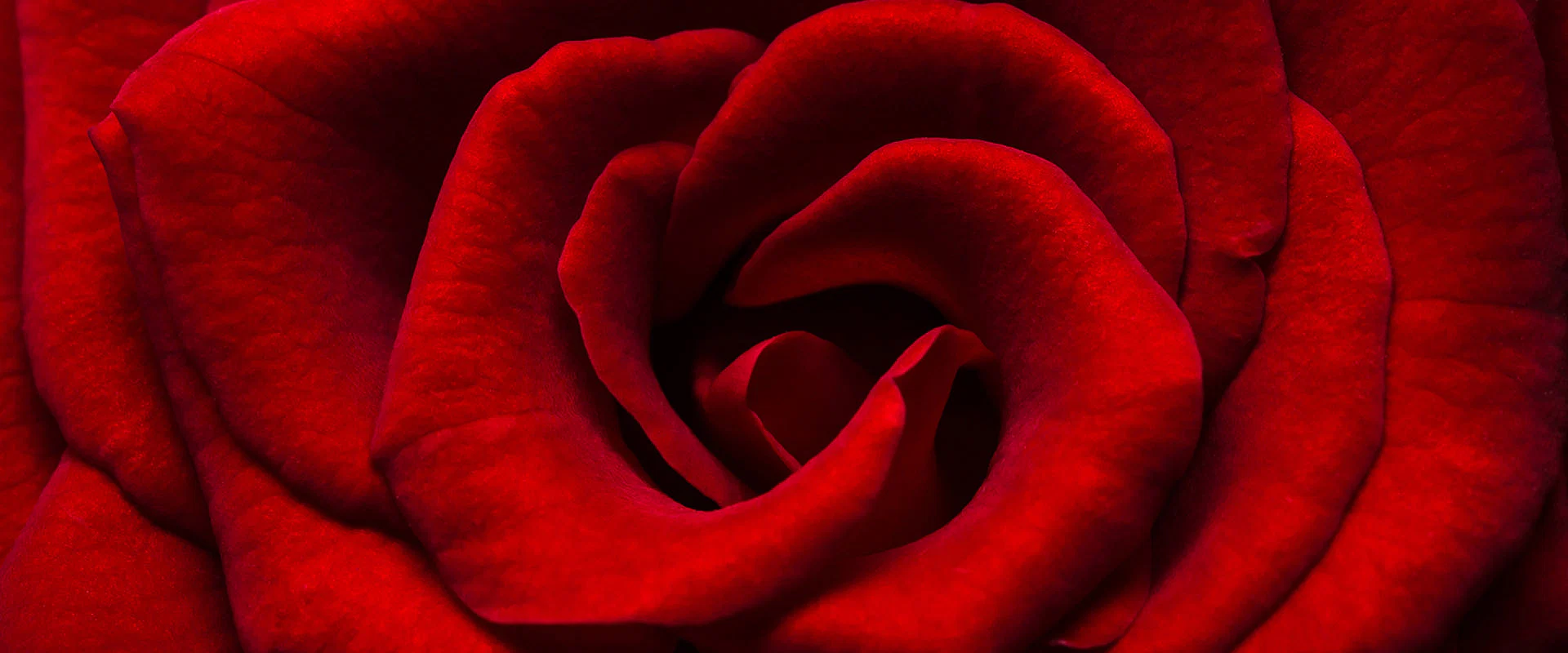 SCARLET LOVELLA profile banner