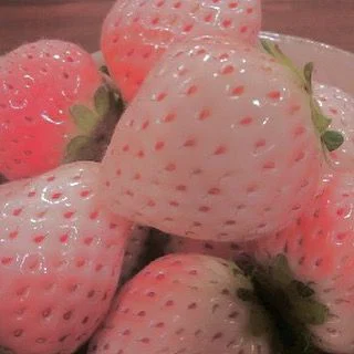 🍓🏳️‍⚧️ free's avatar