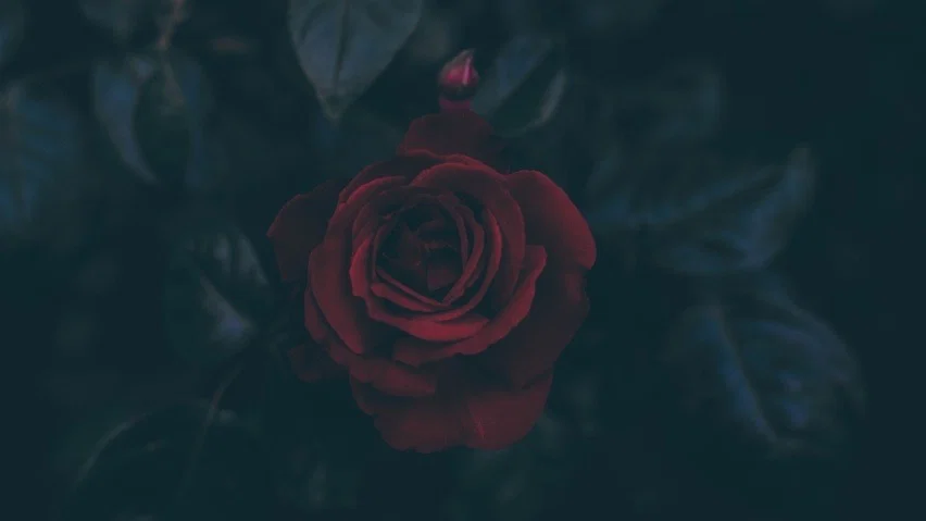 Rosalineebaeee profile banner