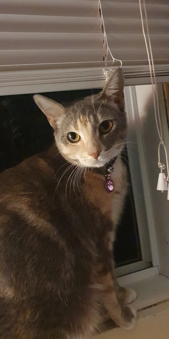 Miss fluff ball profile banner