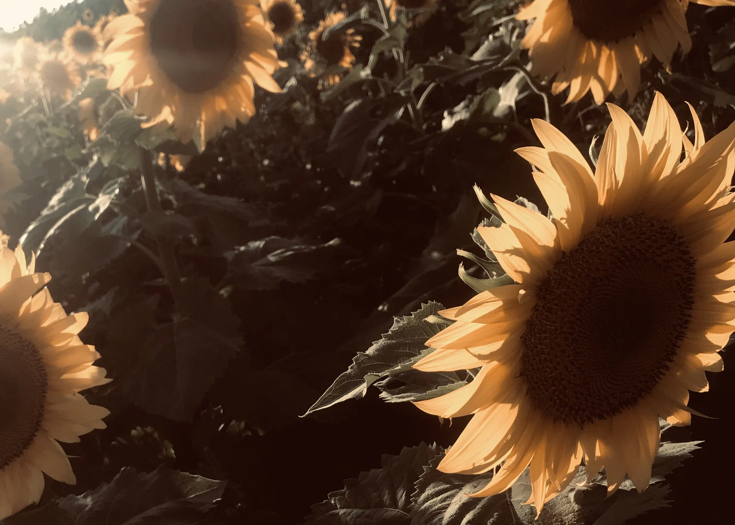 Brinlynn profile banner