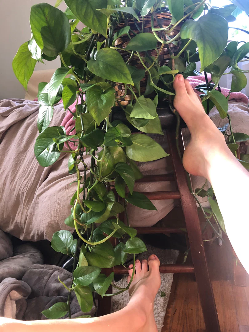 vinesn'feet profile banner