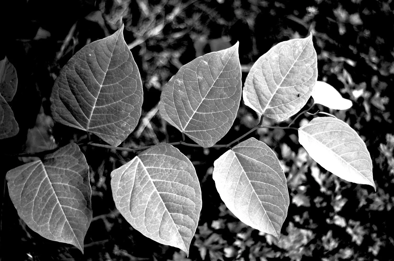 Brandon Cox profile banner