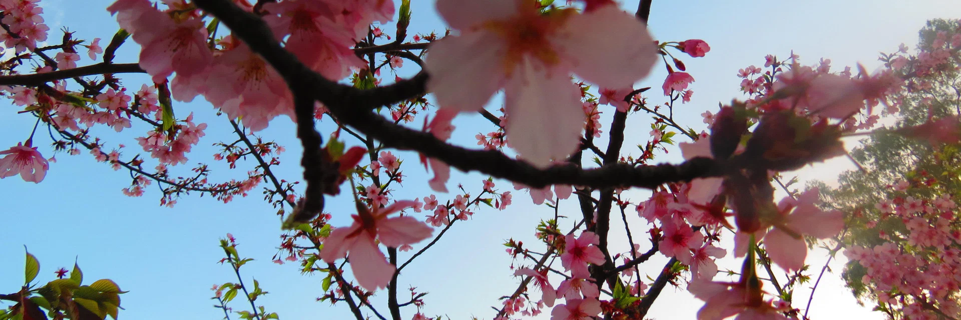 Ale ๐ป profile banner