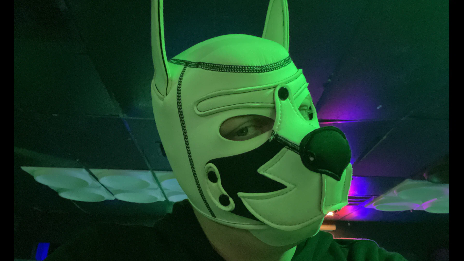 Pup Dax profile banner