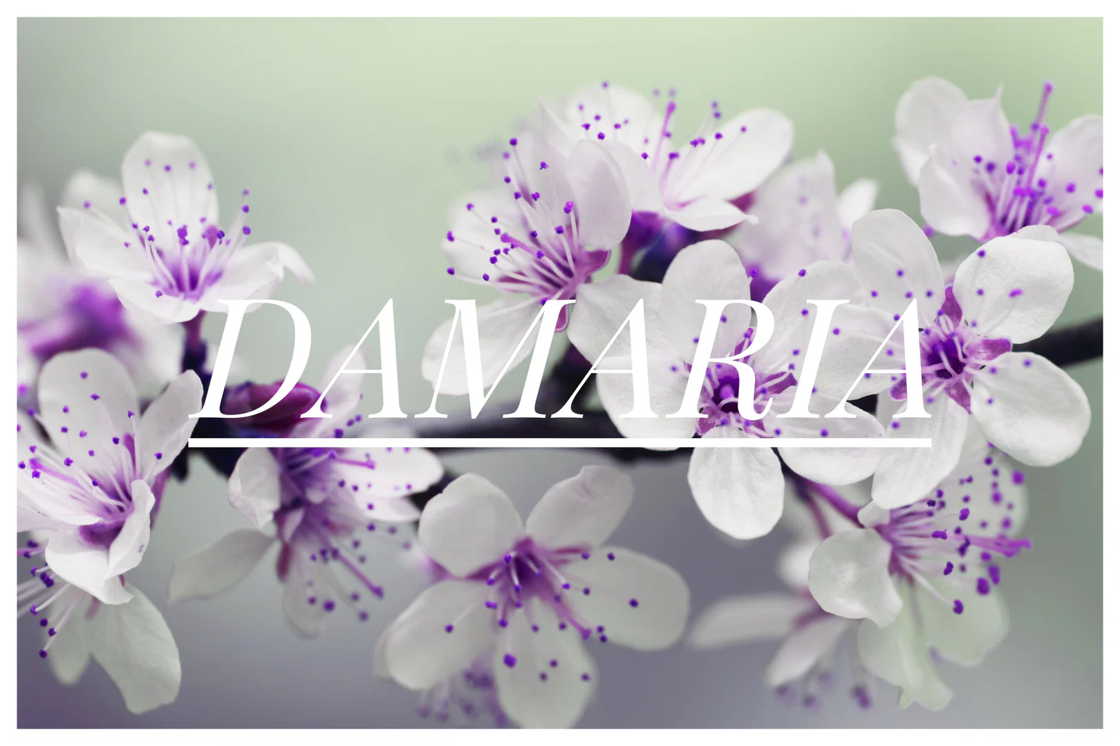 Damaria profile banner
