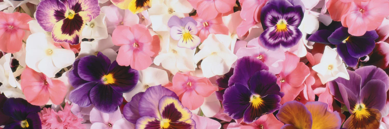 Bee profile banner