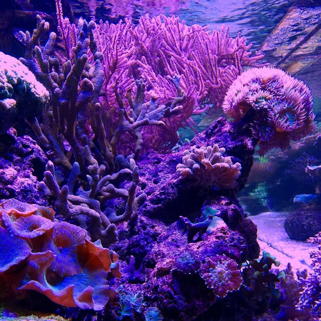 Coral profile banner