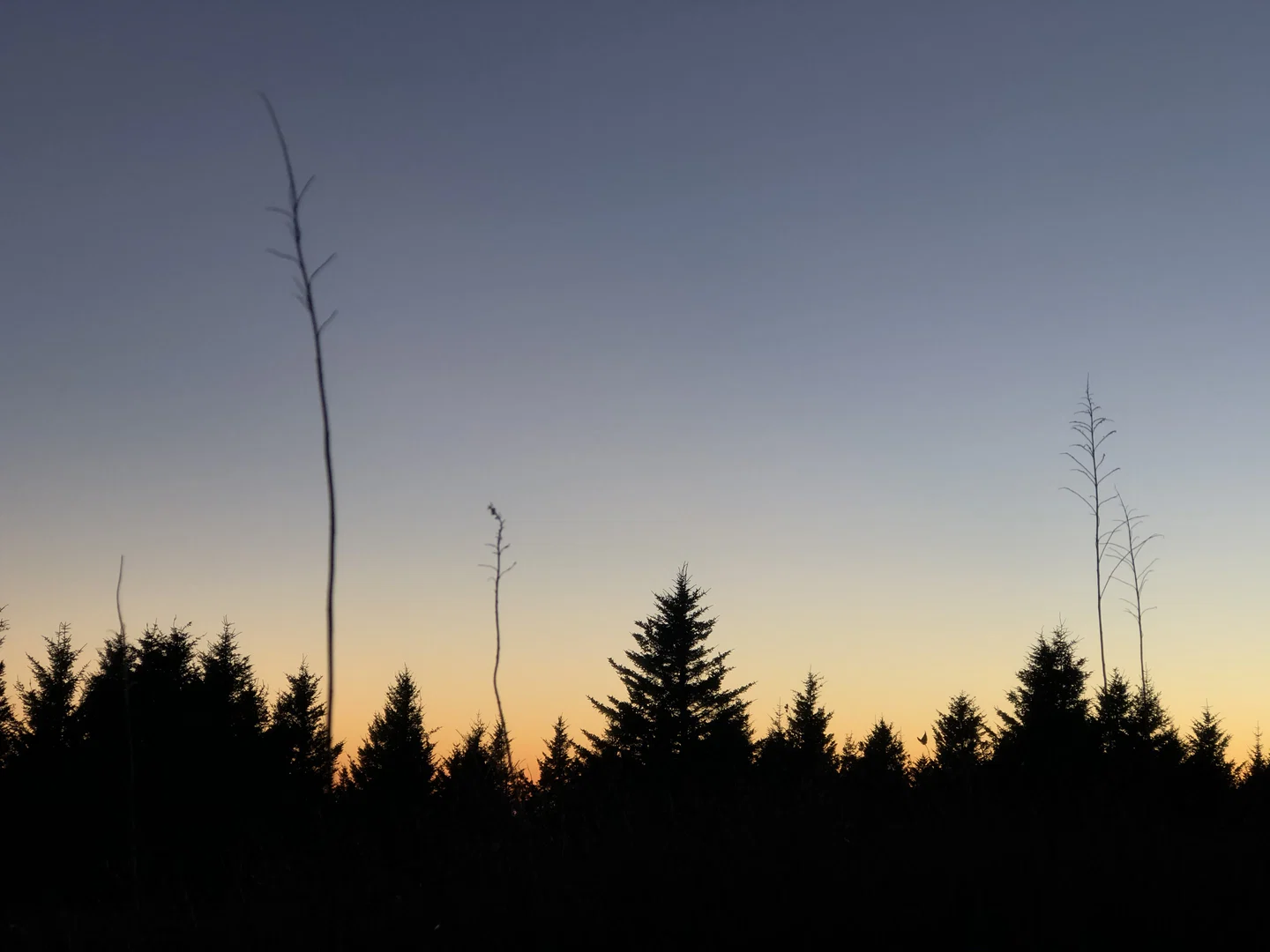 Heather profile banner