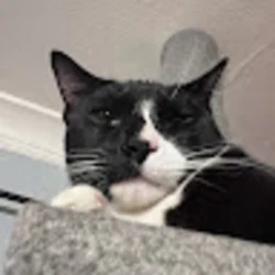 Luna's avatar