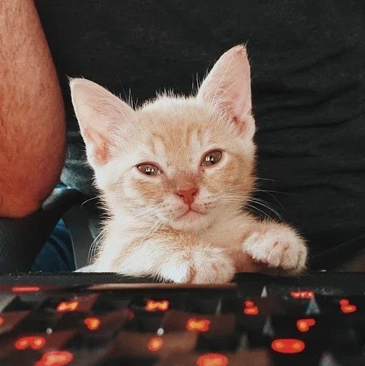 Foster Kitten Dad's avatar