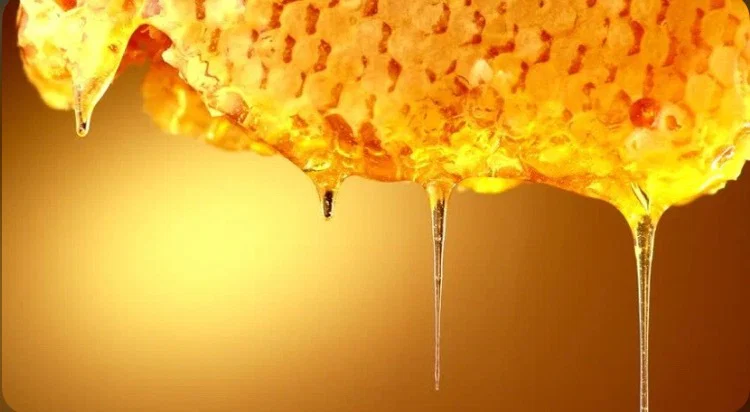 🐝🍯Honey Bunz🐝🍯 profile banner