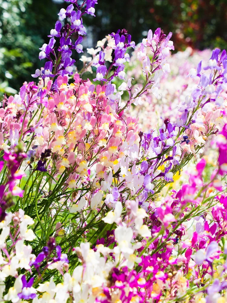 Violet profile banner