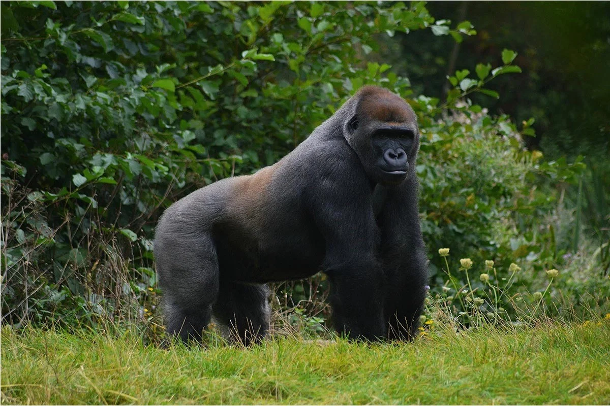 Bertthegorilla profile banner