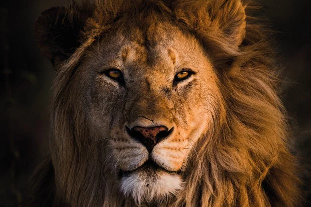 Sexytattedlion profile banner