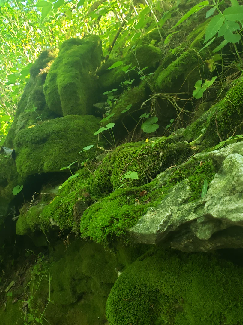 🍃 Willow🍃 profile banner