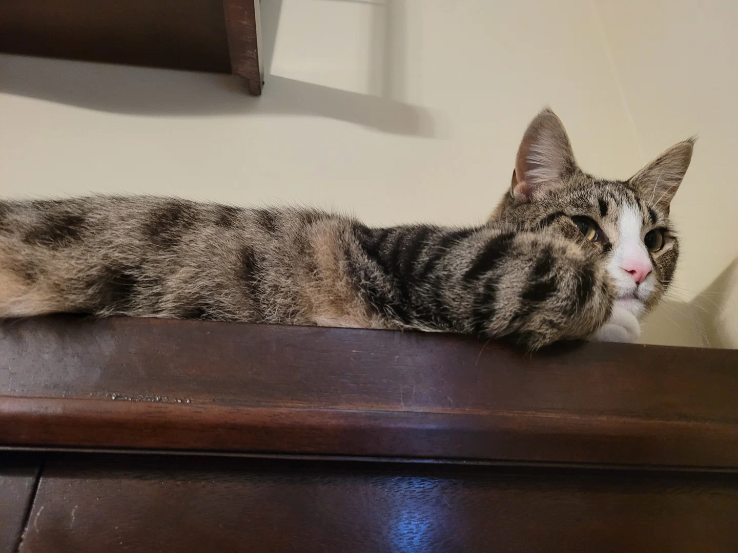 Purrfect Pussies profile banner