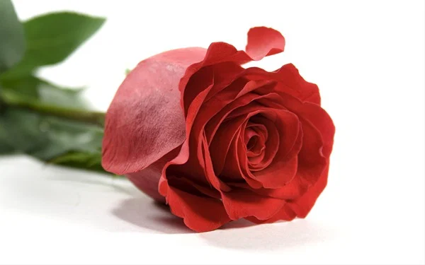 ally rose profile banner