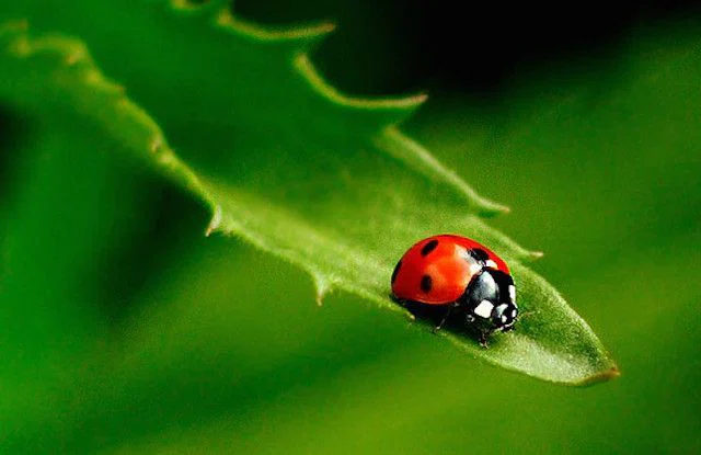 Lady Bug (they/she) profile banner