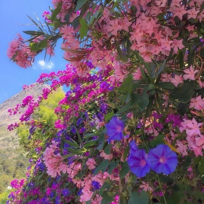 poppy profile banner