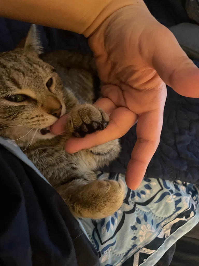 Cat named Banjo's avatar