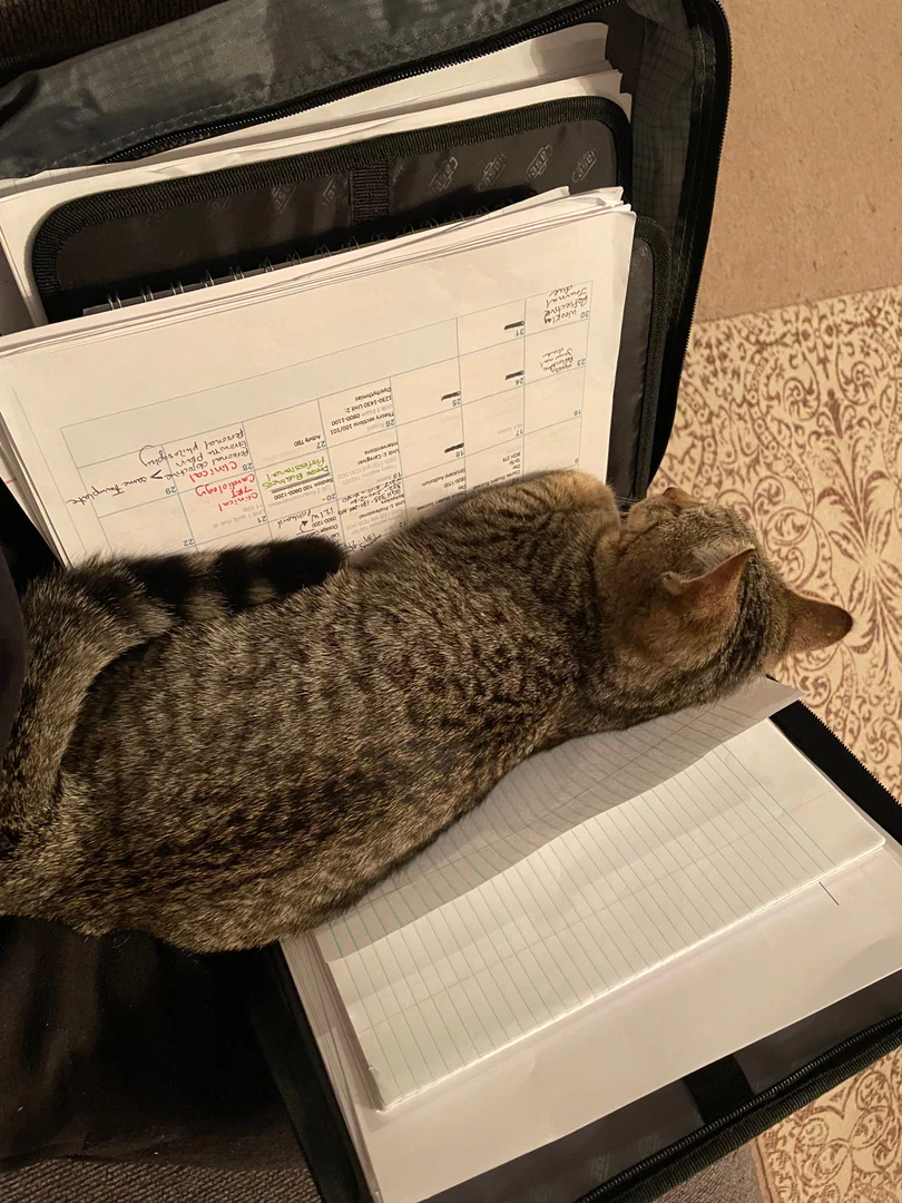 Cat named Banjo profile banner