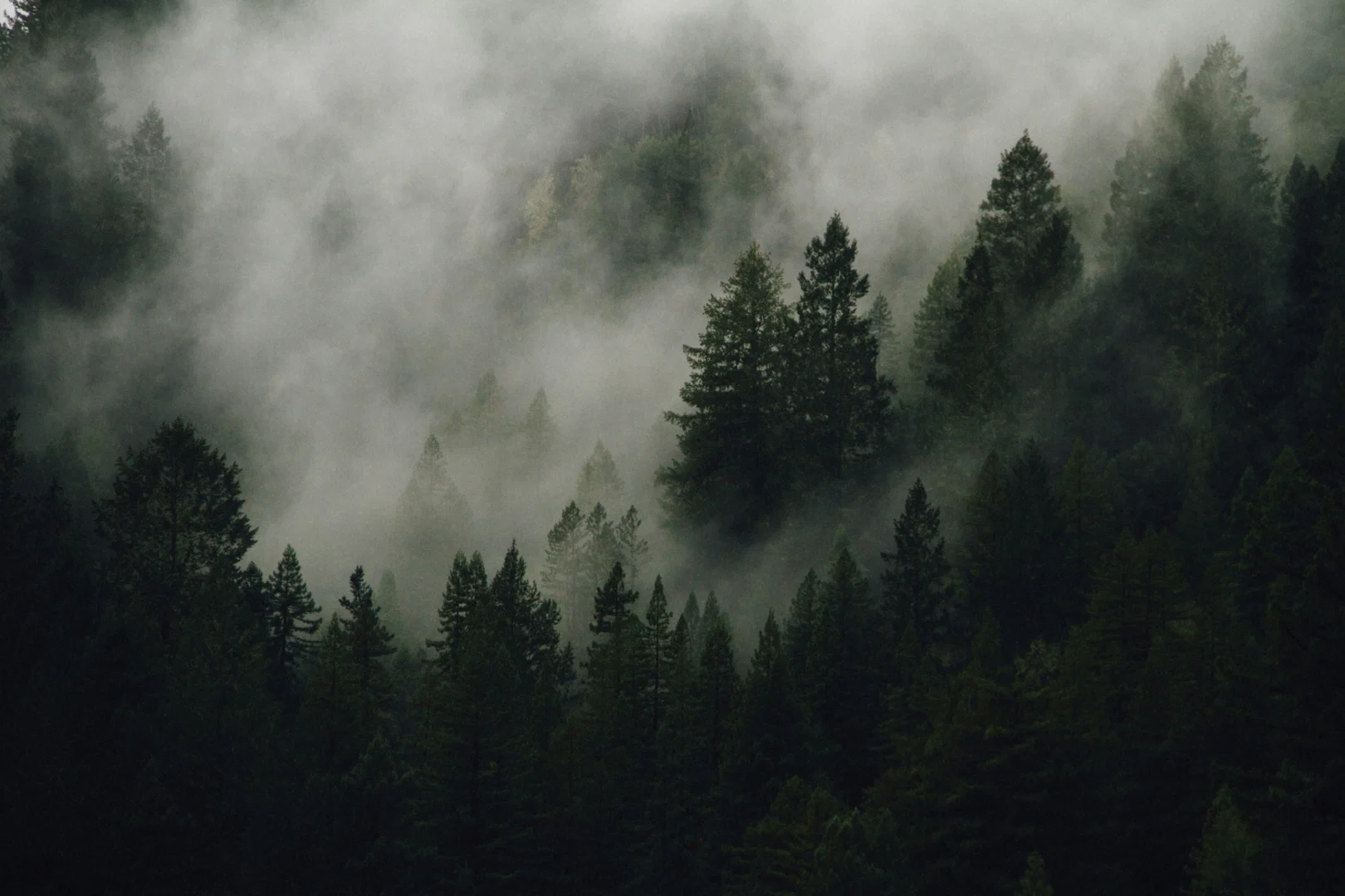 Felix Moss profile banner