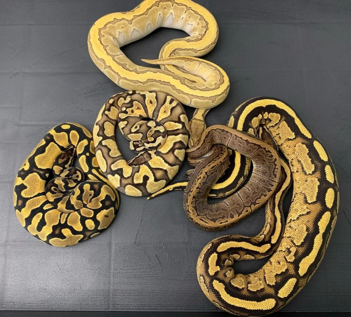 Snake Babe profile banner