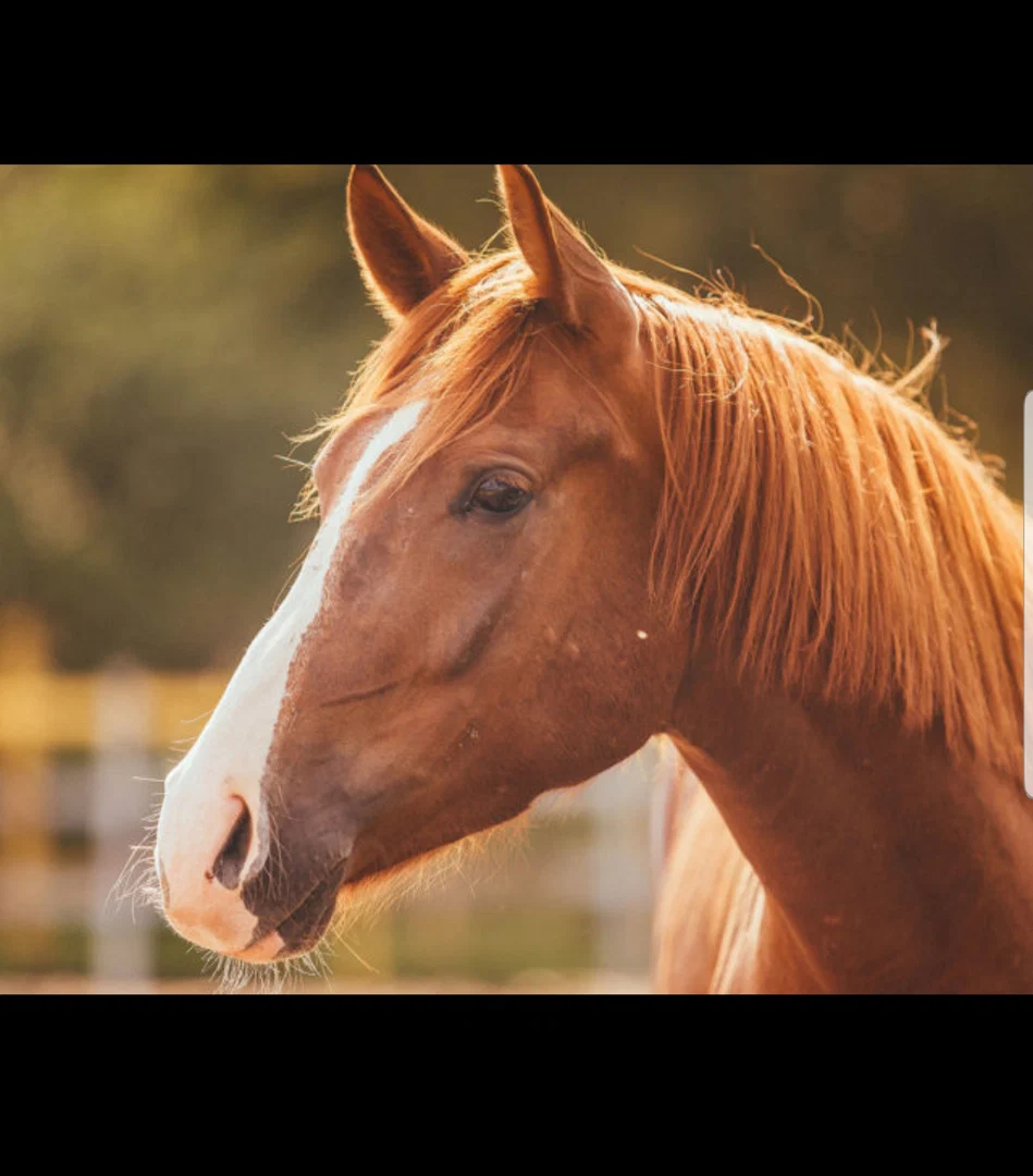 OldMcDonaldHadAHorseCock profile banner