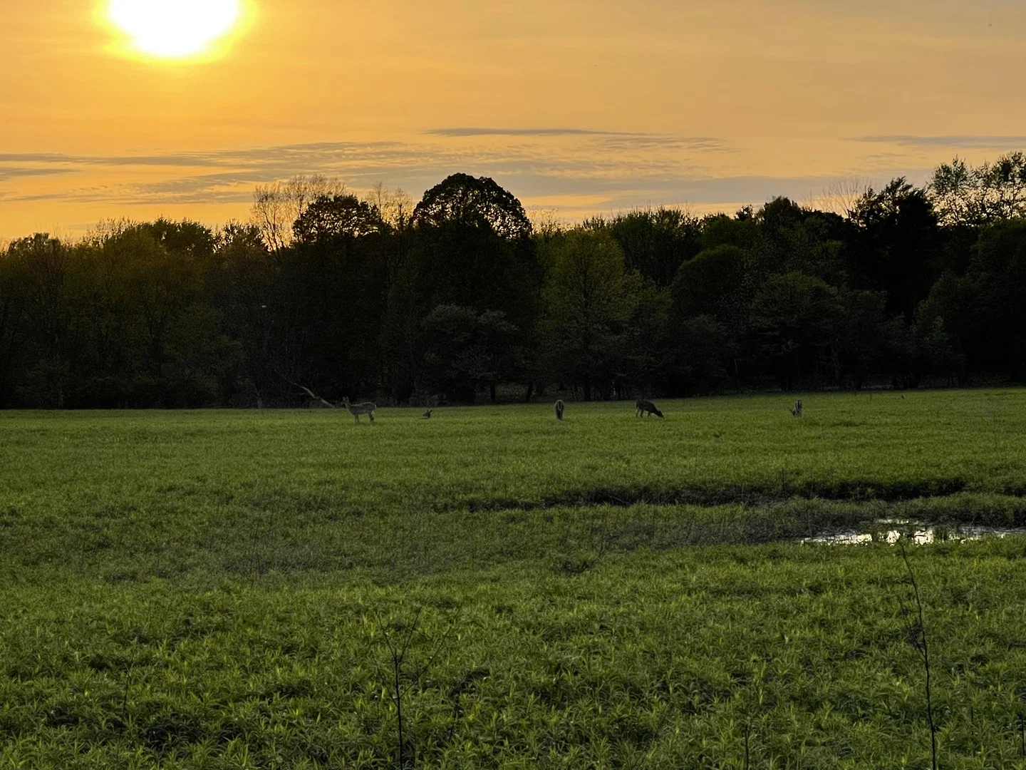 Marea Buhs profile banner