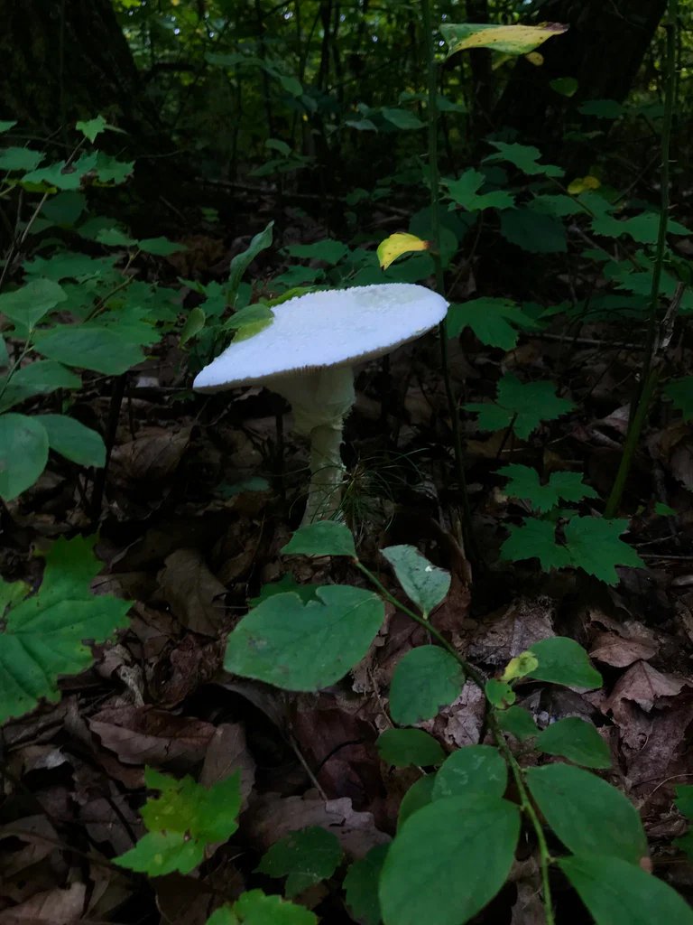 Modest Mushroom's avatar