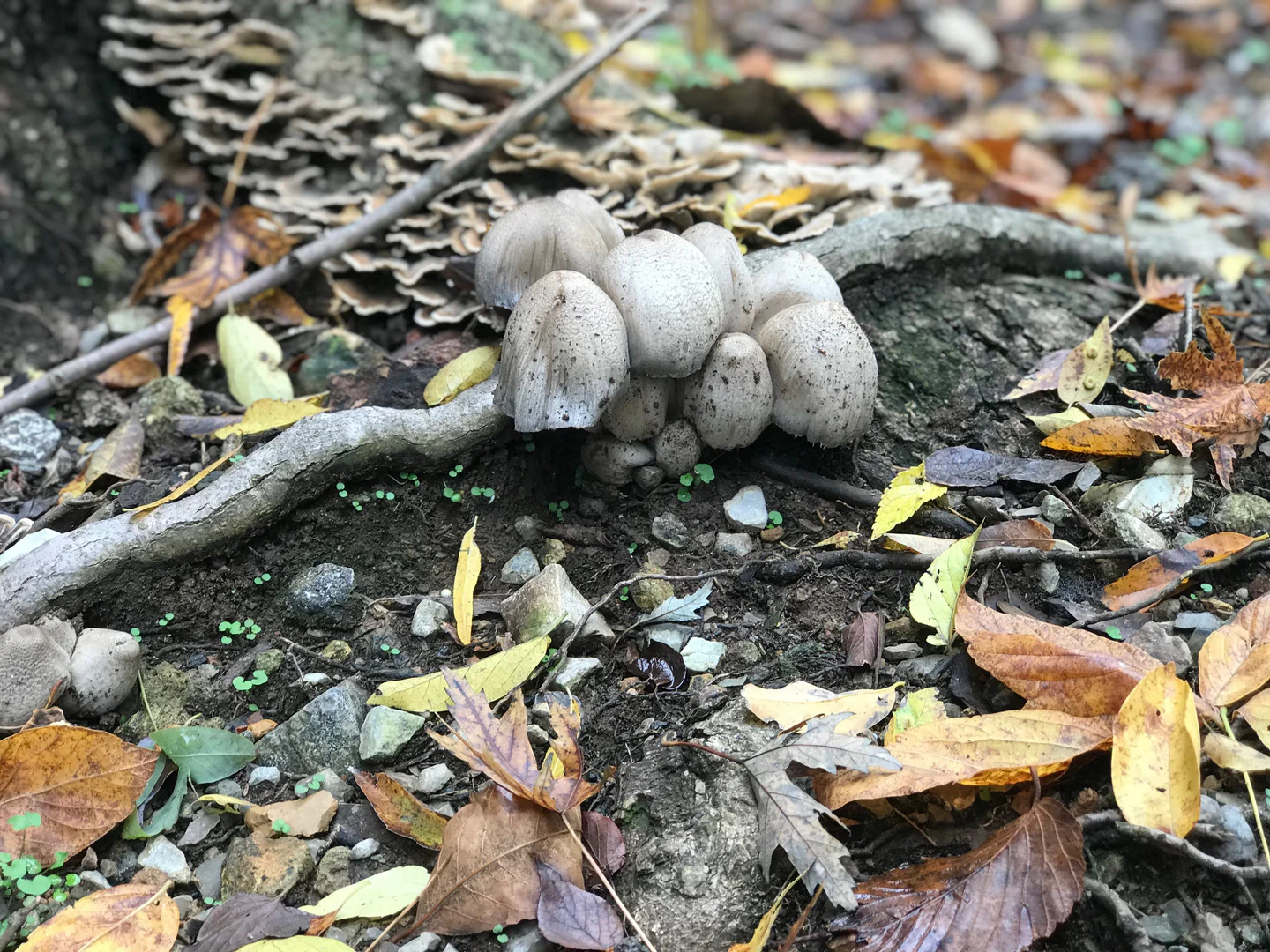 Modest Mushroom profile banner