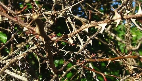 Briar Berrie profile banner