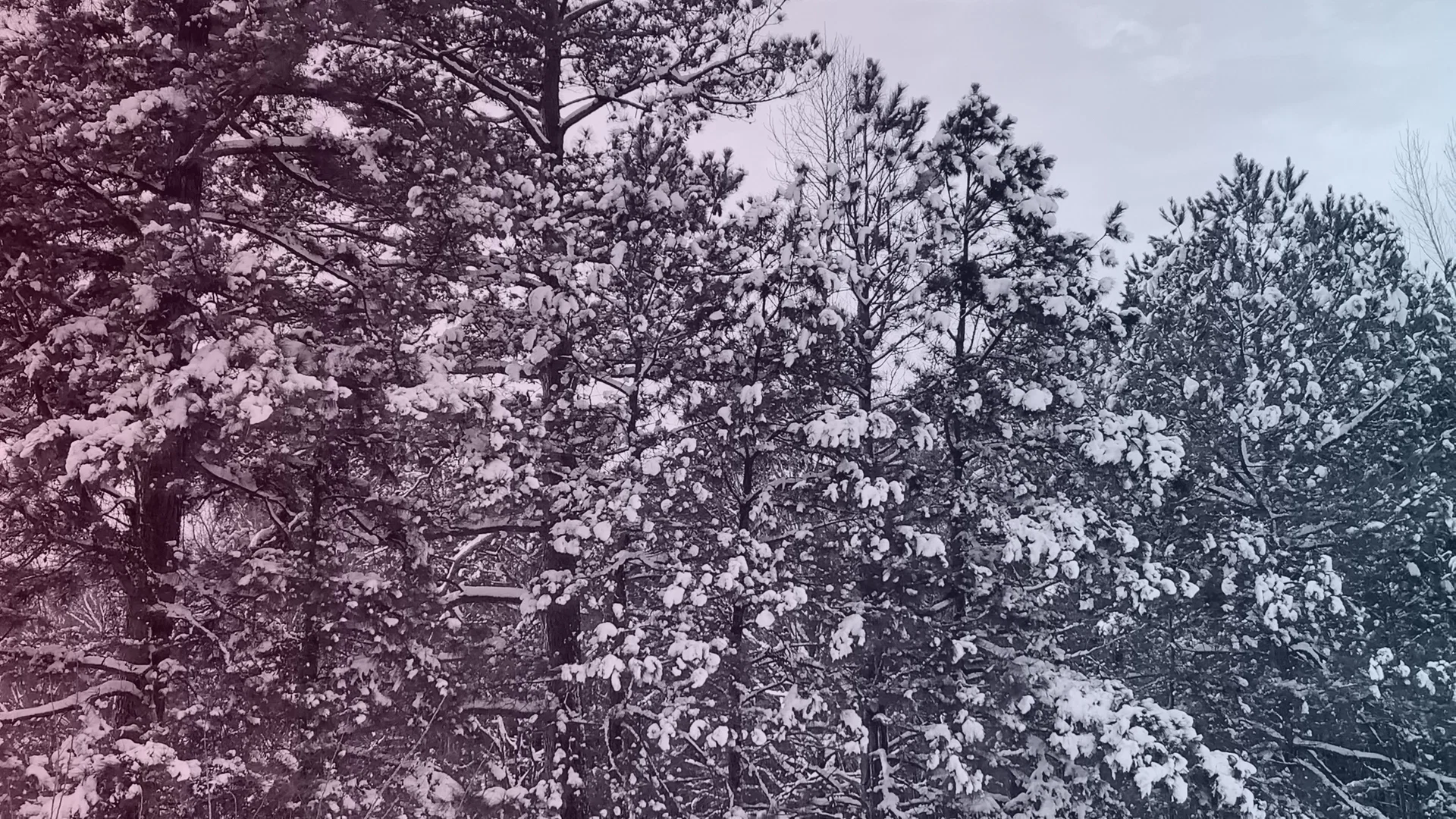 RayCastleOfficial profile banner